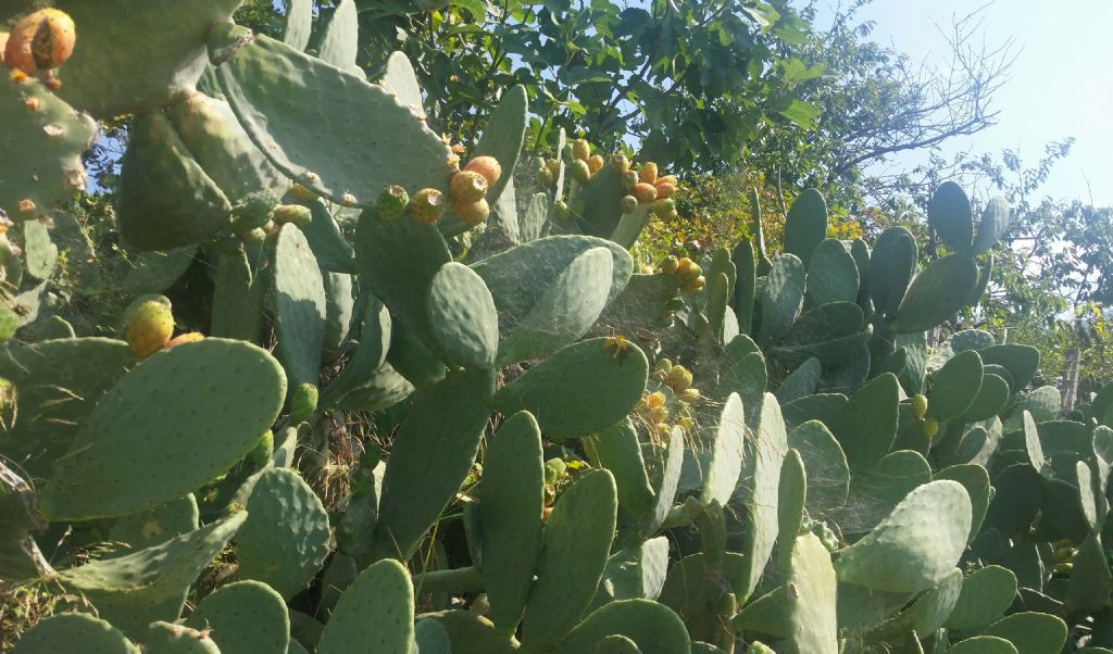 Opuntia ficus indica?